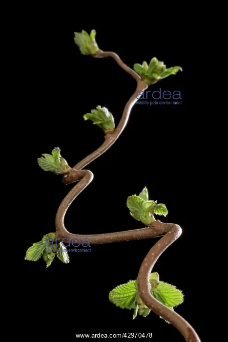 : Hazel-Tree - leaf bud opening in spring : Hazel-Tree - leaf bud opening in spring