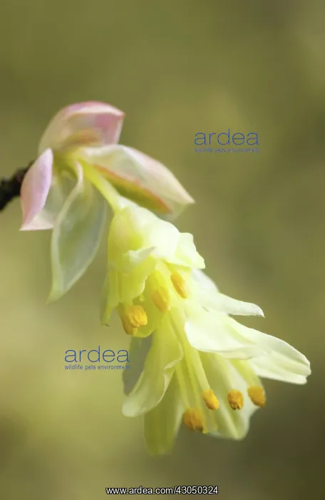 : Hazel, Winter hazel, Corylopsis pauciflora : Hazel, Winter hazel, Corylopsis pauciflora