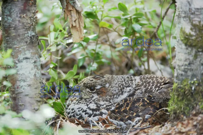 : Hazelhen or Hazel Grouse - Female on Nest : Hazelhen or Hazel Grouse - Female on Nest