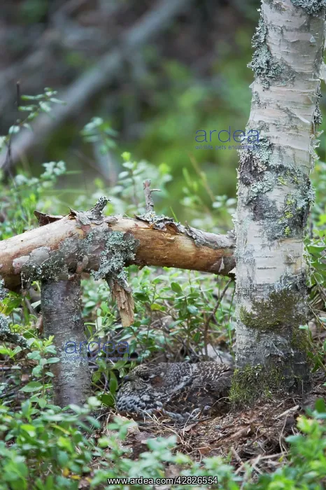 : Hazelhen or Hazel Grouse - Female on Nest : Hazelhen or Hazel Grouse - Female on Nest