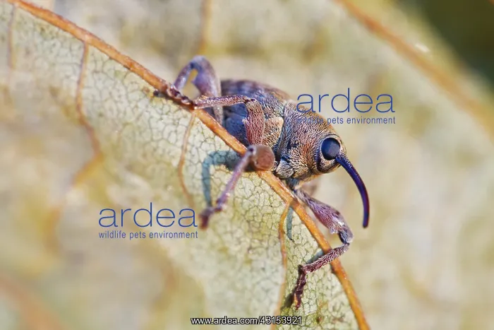 : Hazelnut borer : Hazelnut borer