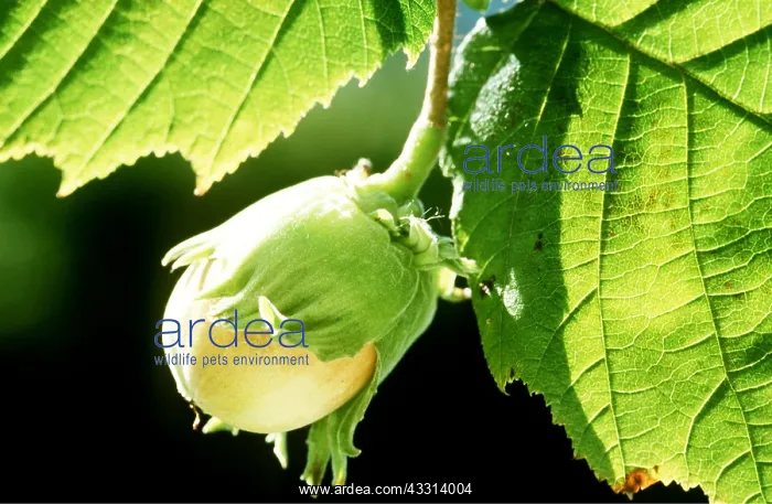 : HAZELNUT - close-up on plant : HAZELNUT - close-up on plant