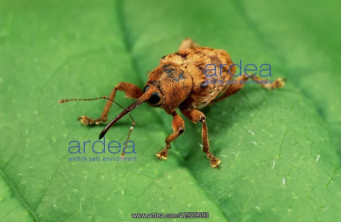: Hazelnut WEEVIL : Hazelnut WEEVIL