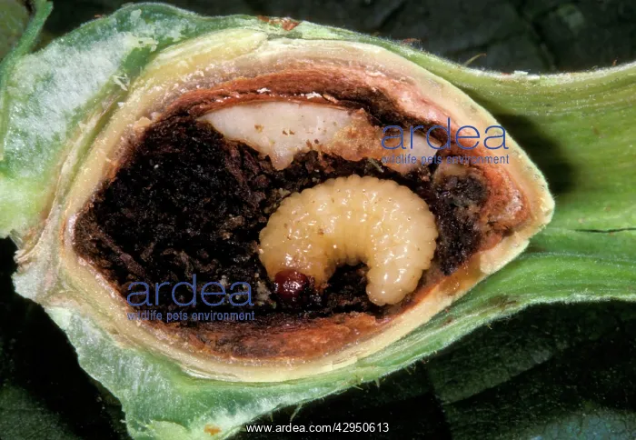 : Hazelnut Weevil - larva in an hazelnut : Hazelnut Weevil - larva in an hazelnut