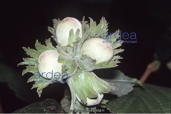 : HAZELNUTS : HAZELNUTS