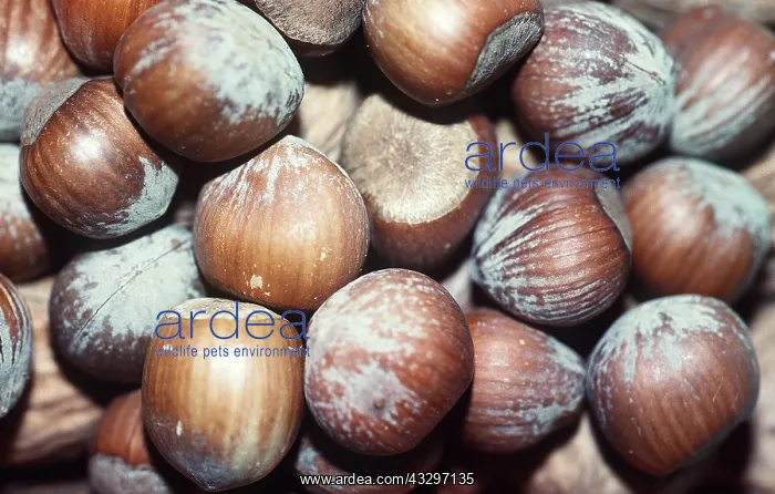 : HAZELNUTS : HAZELNUTS