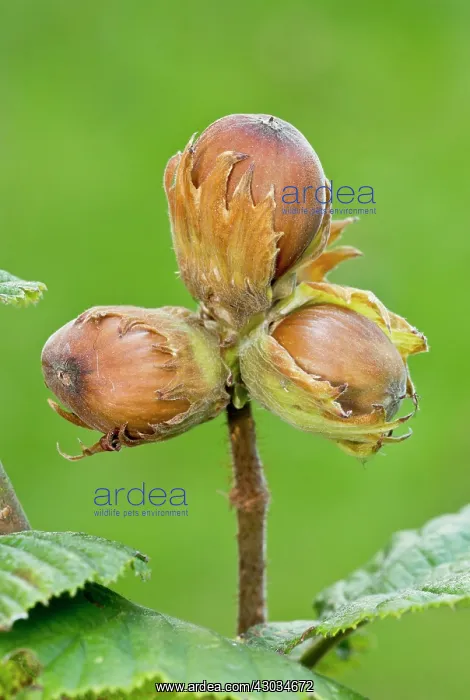 : Hazelnuts Autumn