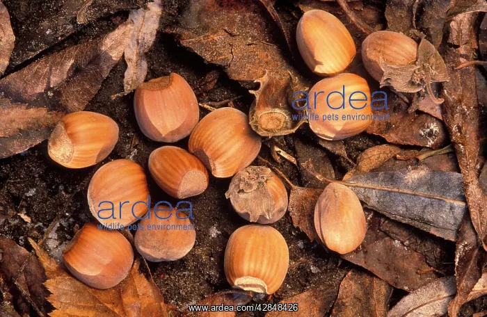 : Hazelnuts - on forest floor : Hazelnuts - on forest floor
