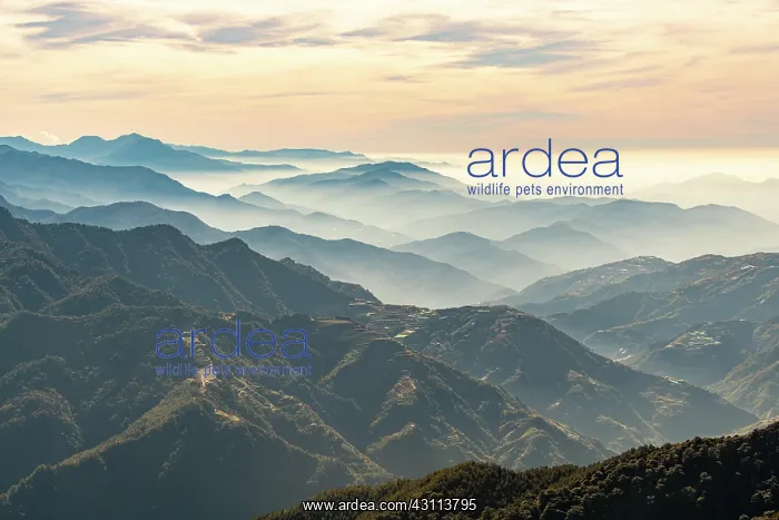 : Hazy picturesque highlands of Nantou County, Taiwan : Hazy picturesque highlands of Nantou County, Taiwan