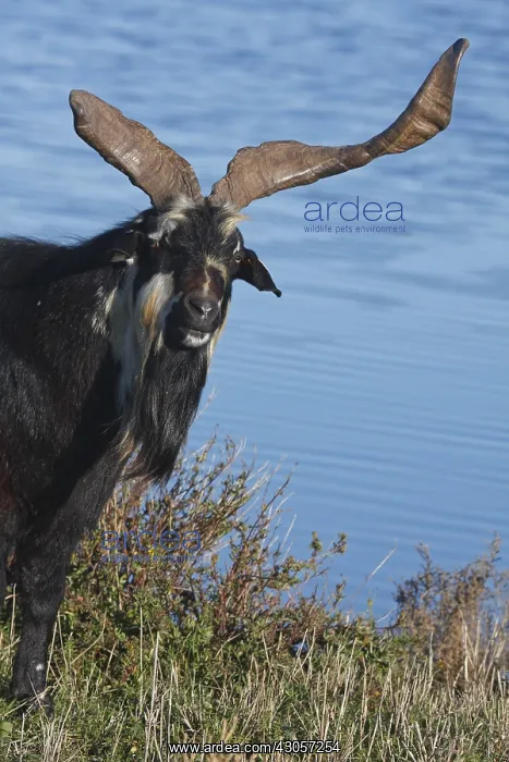 : He-goat with horns in the asymmetric Glasswort Var France : He-goat with horns in the asymmetric Glasswort Var France