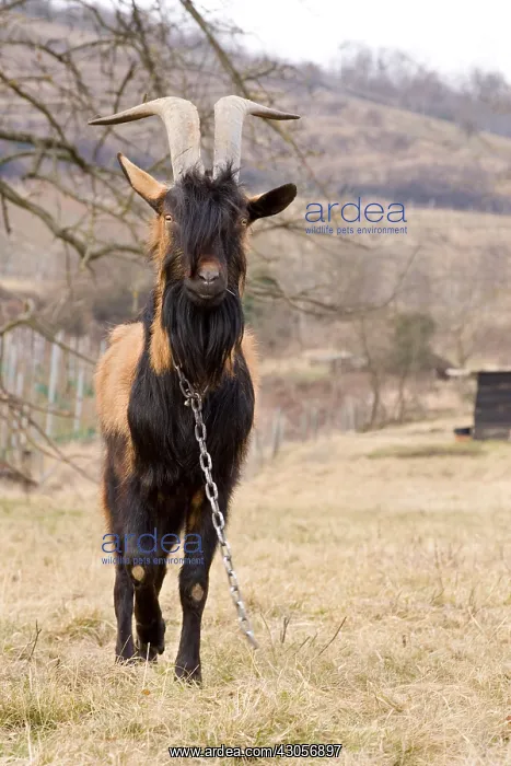 : A he-goat in a meadow Westhalten Haut Rhin : A he-goat in a meadow Westhalten Haut Rhin