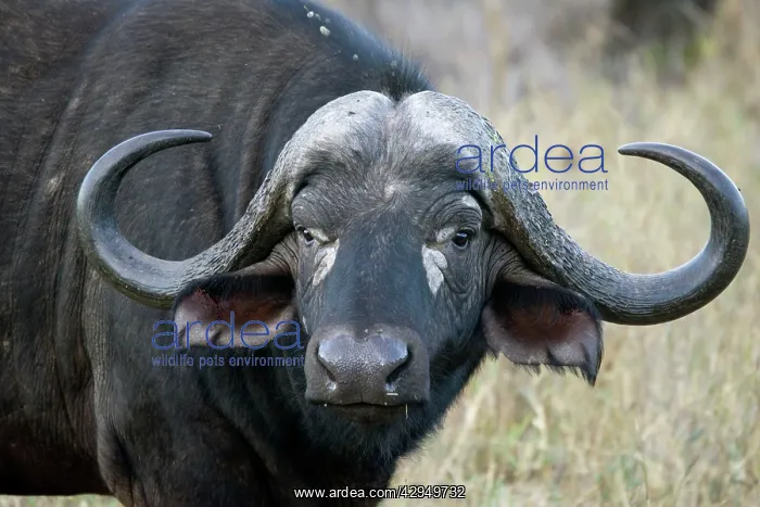 : Head of African buffalo : Head of African buffalo