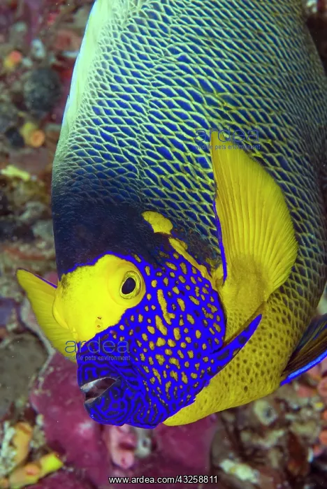  : Detail of head of angelfish, Raja Ampat