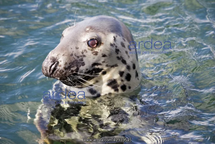 : Head of Atlantic Grey seal : Head of Atlantic Grey seal
