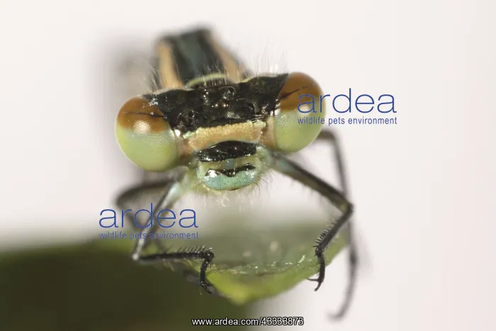 : Head of Azure Damselfly : Head of Azure Damselfly