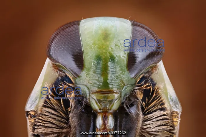 : Head of a backswimmer (Notonecta) in frontal view : Head of a backswimmer (Notonecta) in frontal view