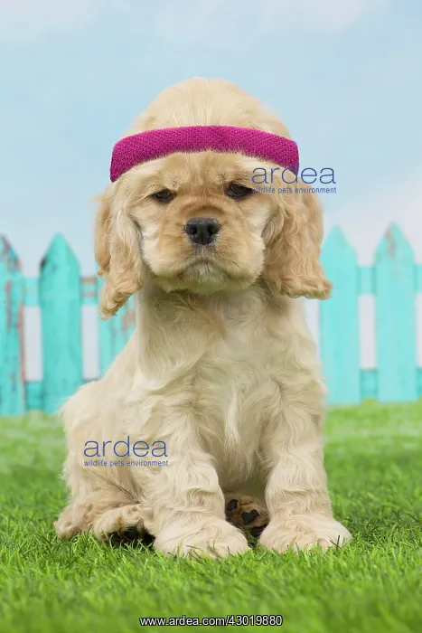 : Dog Cocker Spaniel puppy wearing headband / sweat-band Digital Manipulation : Dog Cocker Spaniel puppy wearing headband / sweat-band Digital Manipulation