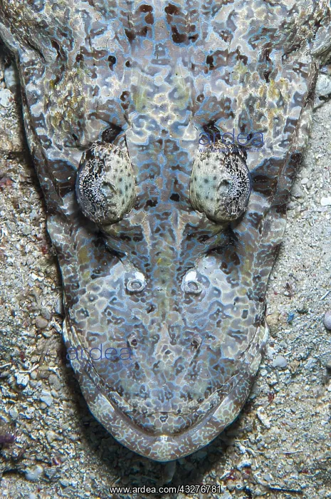 : Head of a de Beaufort's crocodile flathead (Cymbacephalus : Head of a de Beaufort's crocodile flathead (Cymbacephalus
