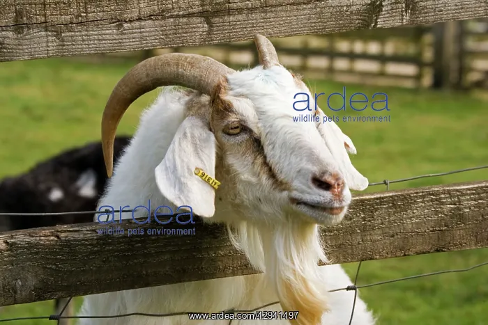 : Head of Billy goat peering through fence : Head of Billy goat peering through fence