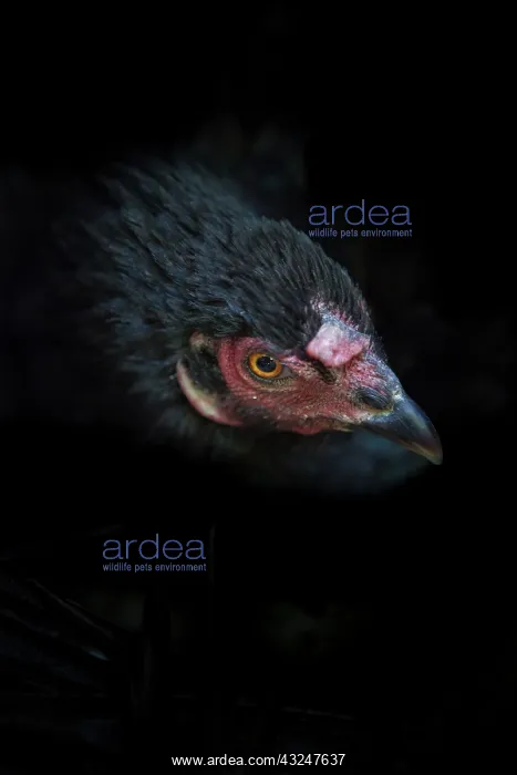 : Head Black Hen - Amapa Brazil : Head Black Hen - Amapa Brazil