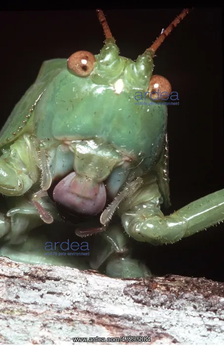 : HEAD OF BUSH-CRICKET : HEAD OF BUSH-CRICKET