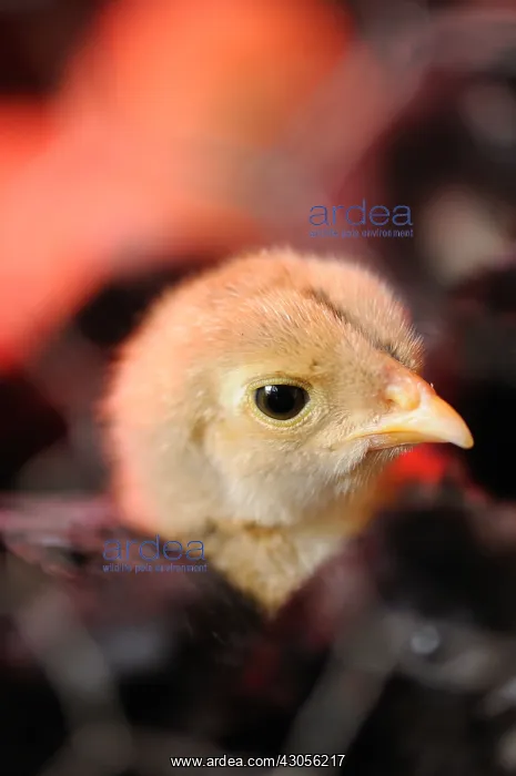 : Head of a Chick in an incubator Normandie France : Head of a Chick in an incubator Normandie France