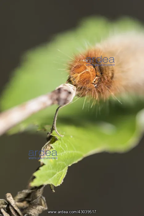 : Head close up of Oak eggar, (Lasiocampa quercus) : Head close up of Oak eggar, (Lasiocampa quercus)
