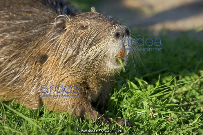 : Head of COYPU / Nutria feeding showing orange incisors : Head of COYPU / Nutria feeding showing orange incisors