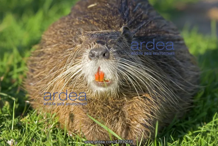 : Head of COYPU / Nutria showing orange incisors : Head of COYPU / Nutria showing orange incisors