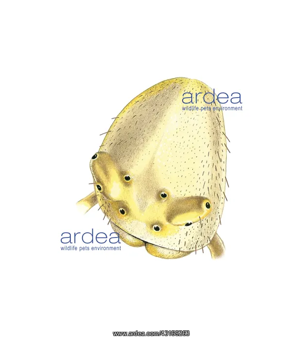 : Head of a Crab Spider : Head of a Crab Spider