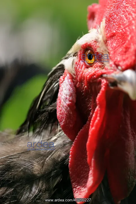 : Head and crest of a Gourney Cock watching France : Head and crest of a Gourney Cock watching France