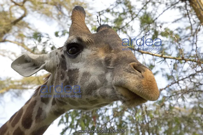 : Head of Eric a person-friendly giraffe at Elsamere : Head of Eric a person-friendly giraffe at Elsamere