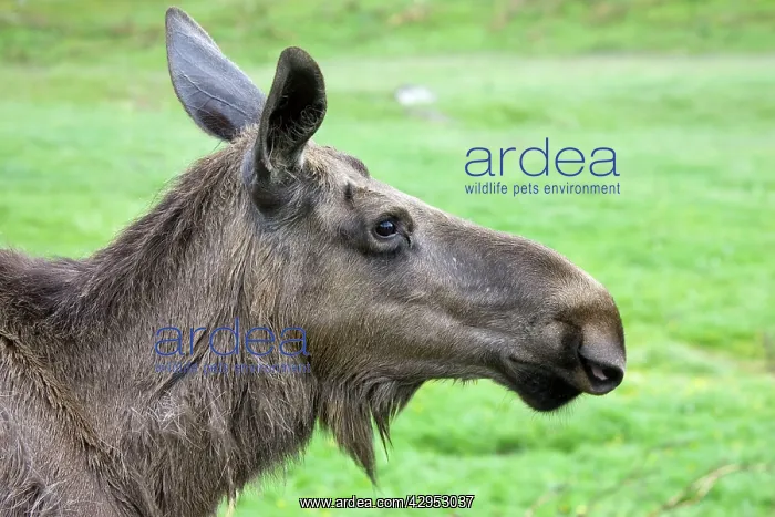 : Head of European elk : Head of European elk