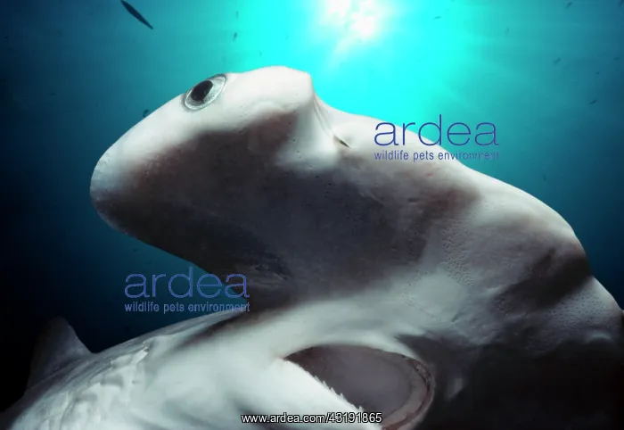 : Head, eye, and mouth of Juvenile Scalloped Hammerhead : Head, eye, and mouth of Juvenile Scalloped Hammerhead