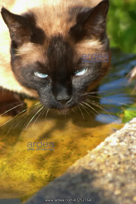 : The head face of a chocolate brown cat witha : The head face of a chocolate brown cat witha