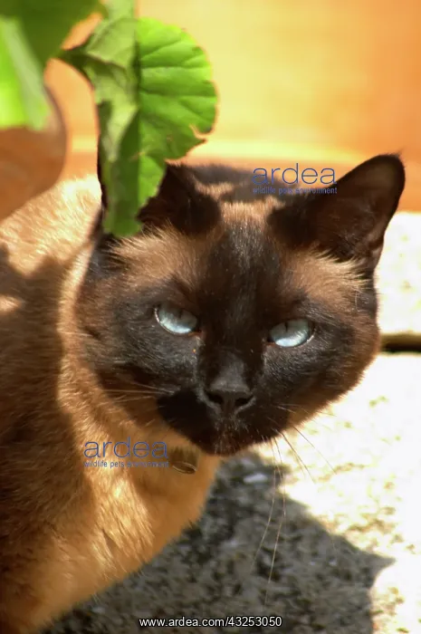 : The head face of a chocolate brown cat witha : The head face of a chocolate brown cat witha