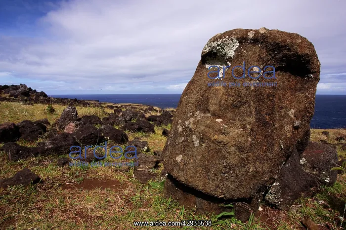  : Head of fallen moai on Ahu Te Peu. Ahu is a ceremonial