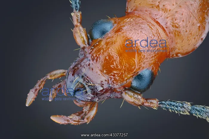 : Head of a false click beetle (Brachinus explodens) : Head of a false click beetle (Brachinus explodens)