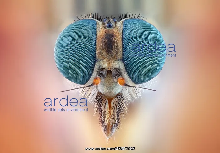 : Head of a female snipe fly (Rhagio scolopaceus) with its : Head of a female snipe fly (Rhagio scolopaceus) with its