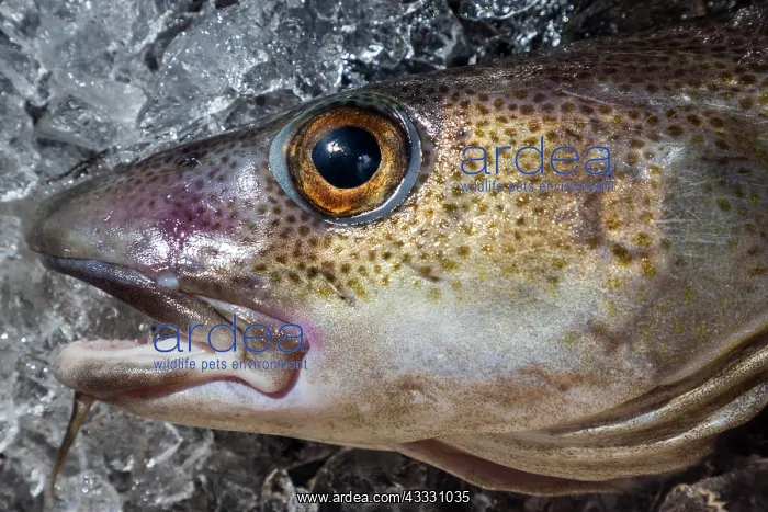 : Head of a freshly caught Atlantic cod (Gadus morhua) : Head of a freshly caught Atlantic cod (Gadus morhua)