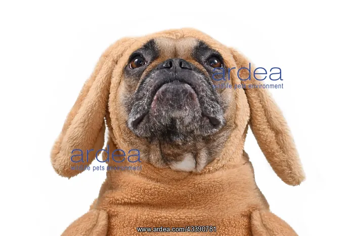 : Head of funny French Bulldog dog looking up dressed : Head of funny French Bulldog dog looking up dressed