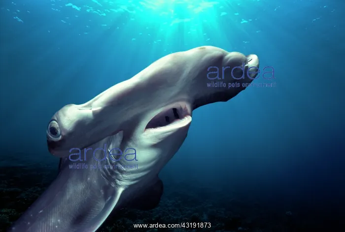 : Head and gills of Juvenile Scalloped Hammerhead : Head and gills of Juvenile Scalloped Hammerhead