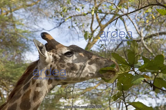 : Head of giraffe Giraffa camelopardalis feeding on : Head of giraffe Giraffa camelopardalis feeding on