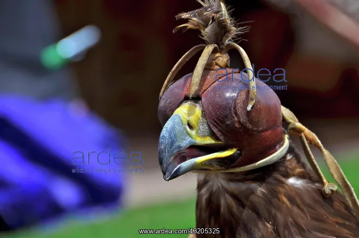 : Head of golden eagle with bonnet in falconry : Head of golden eagle with bonnet in falconry