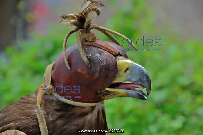 : Head of golden eagle with bonnet in falconry : Head of golden eagle with bonnet in falconry