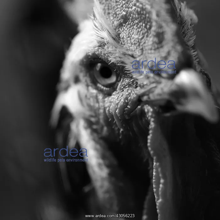 : Head of a Gourney Cock watching France : Head of a Gourney Cock watching France