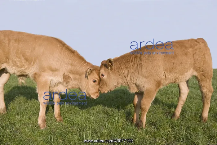: Head-headed calf Limousin France : Head-headed calf Limousin France