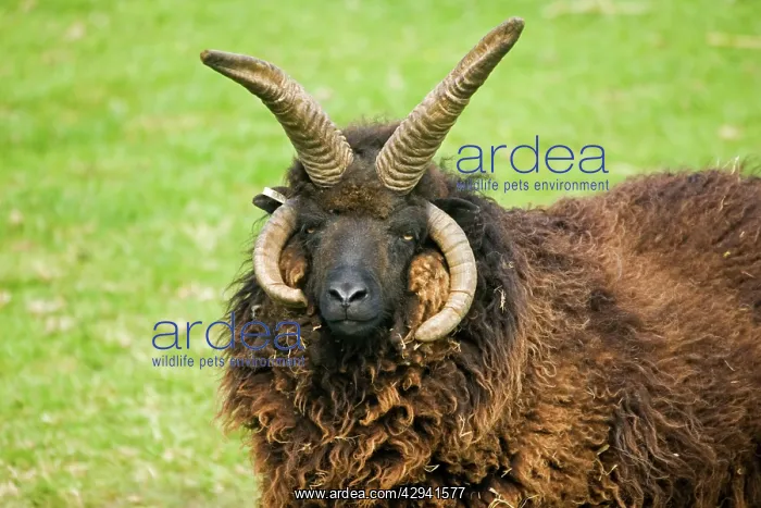 : Head of four horned Hebridian / St Kilda sheep : Head of four horned Hebridian / St Kilda sheep