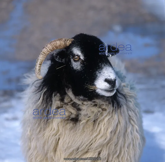 : Ewe. Head and horns of a swaledale ewe standing in light snow in Westmorland, Cumbria : Ewe. Head and horns of a swaledale ewe standing in light snow in Westmorland, Cumbria