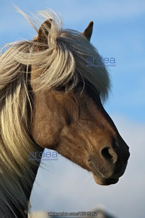 : Head of Icelandic horse, Iceland : Head of Icelandic horse, Iceland